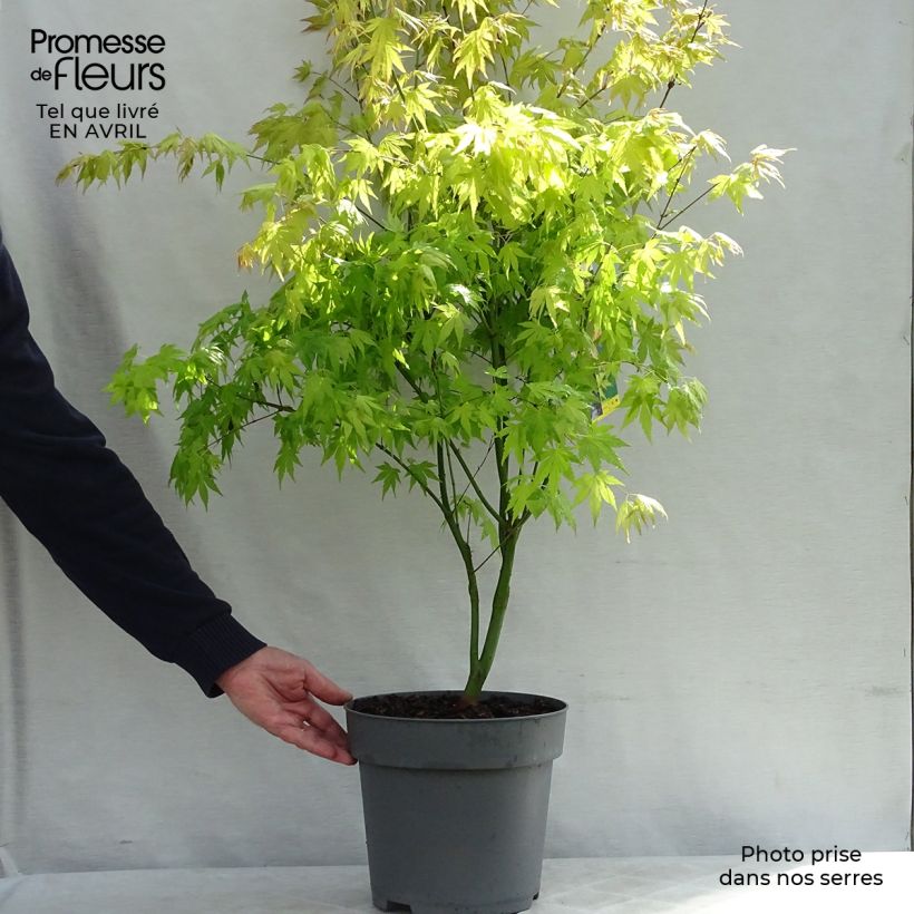 Acer palmatum Orange Dream - Acero giapponese Vaso da 7,5L/10L esemplare consegnato in primavera