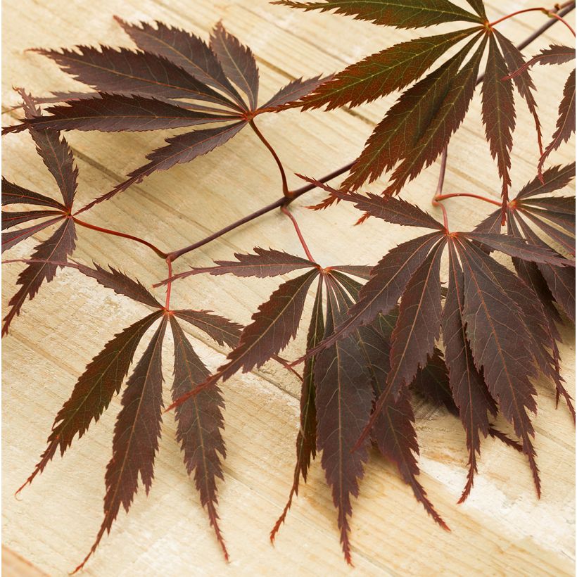 Acer palmatum Pevé Dave - Acero giapponese (Foliage)