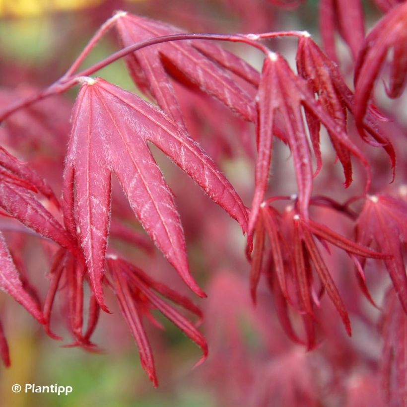 Acer palmatum Pevé Starfish - Acero giapponese (Fogliame)