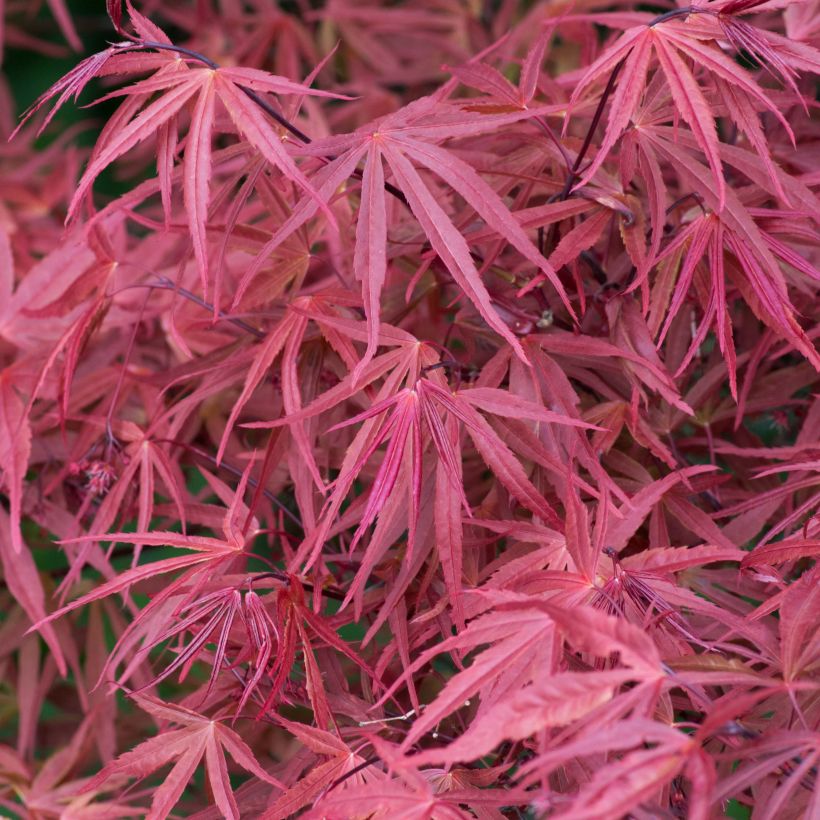 Acer palmatum Red Pygmy - Acero giapponese (Foliage)