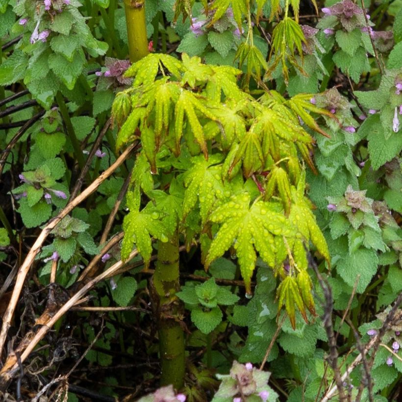 Acer palmatum Ryusen - Acero giapponese (Foliage)