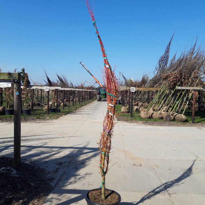 Example of Acer palmatum Sangokaku - Acero giapponese Vaso da 50L/55L, Ceppaia as you get in printemps