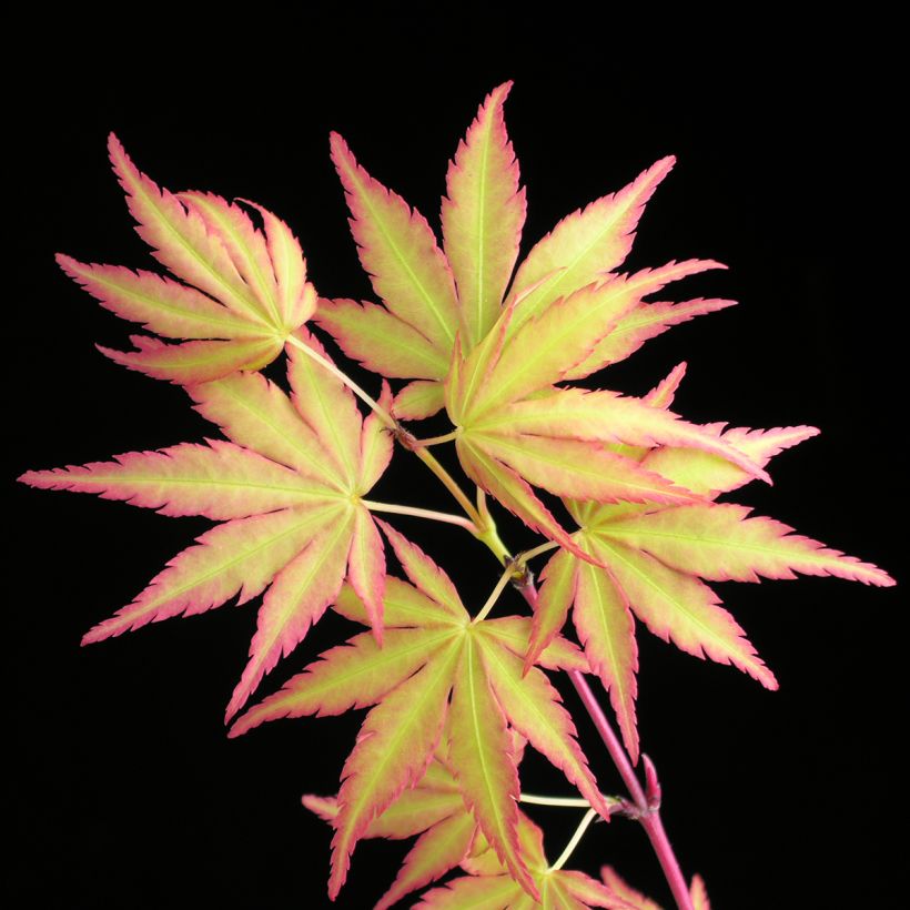 Acer palmatum Sangokaku - Acero giapponese (Foliage)