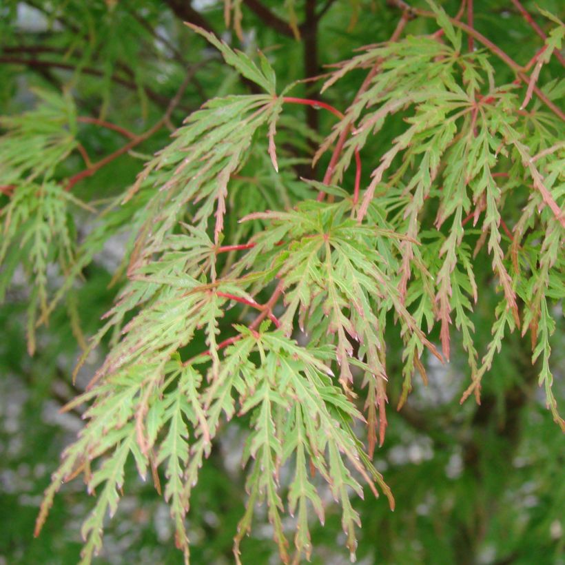 Acer palmatum Seiryu - Acero giapponese (Foliage)