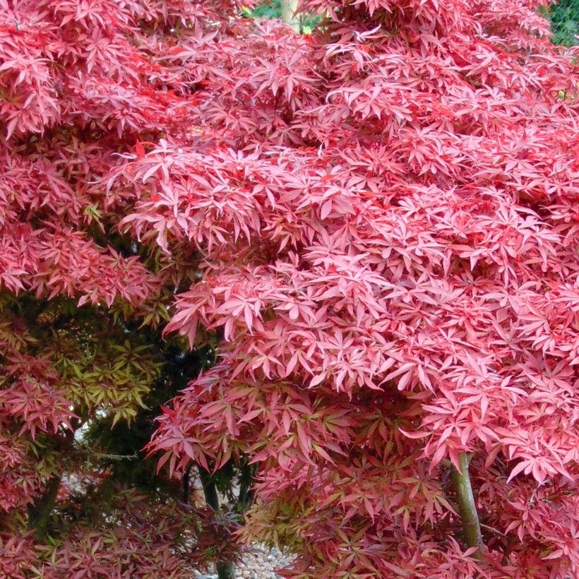 Acer palmatum Shaina - Acero giapponese (Foliage)