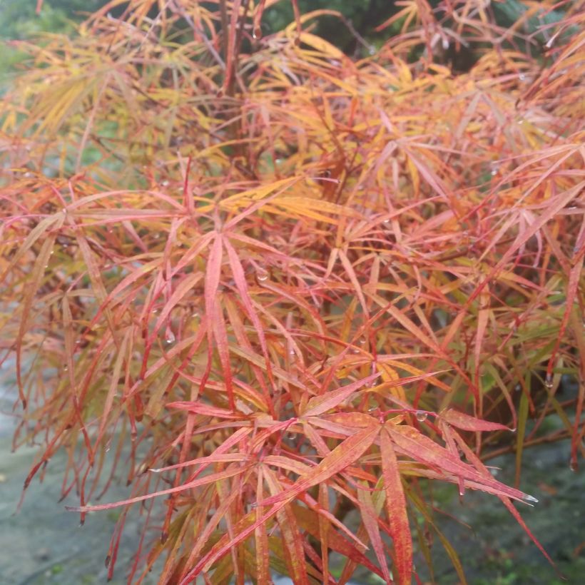 Acer palmatum Villa taranto - Acero giapponese (Foliage)