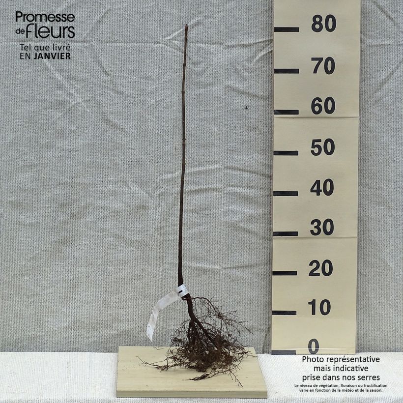 Acer platanoides - Acero riccio Piante piccole a radice nuda esemplare consegnato in inverno