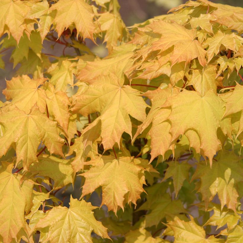 Acer platanoides Golden Globe - Acero riccio (Fogliame)