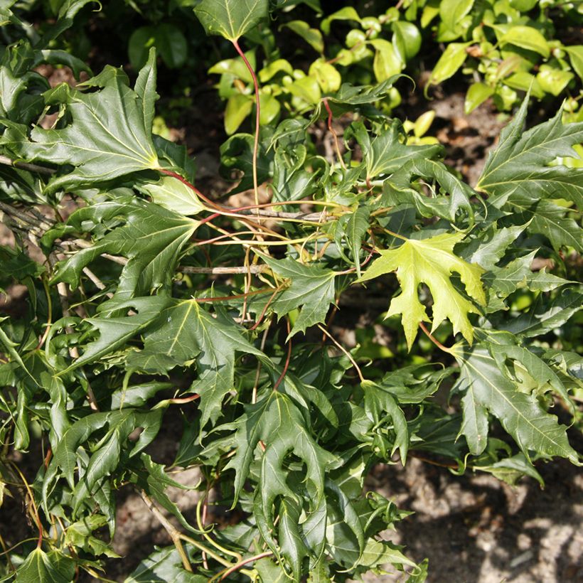 Acer platanoides Laciniatum - Acero riccio (Fogliame)