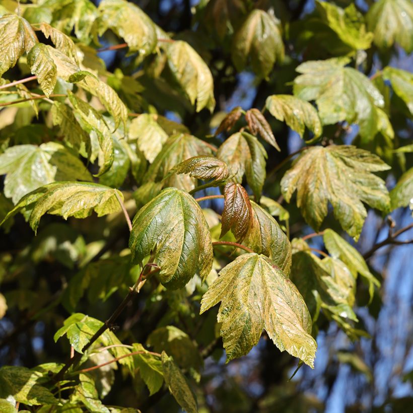 Acer pseudoplatanus Prince Camille de Rohan (Fogliame)