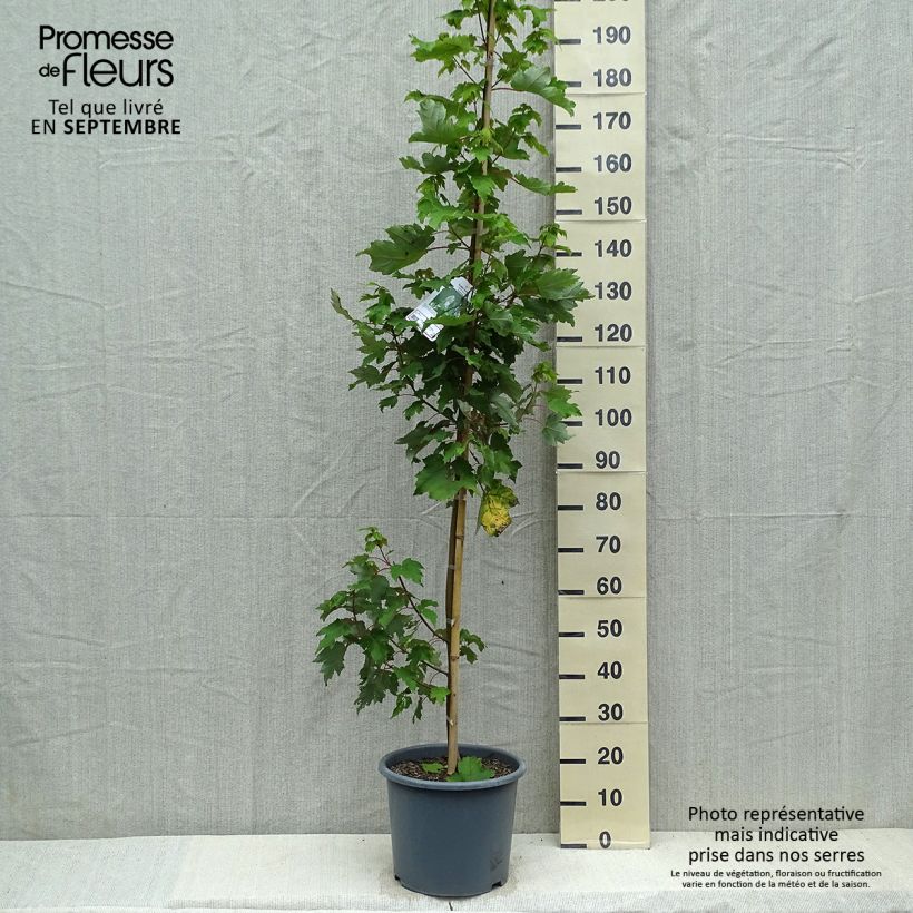 Esemplare di Acer rubrum Armstrong - Acero Rosso Vaso da 12L/15L, Astone alto come consegnato in autunno