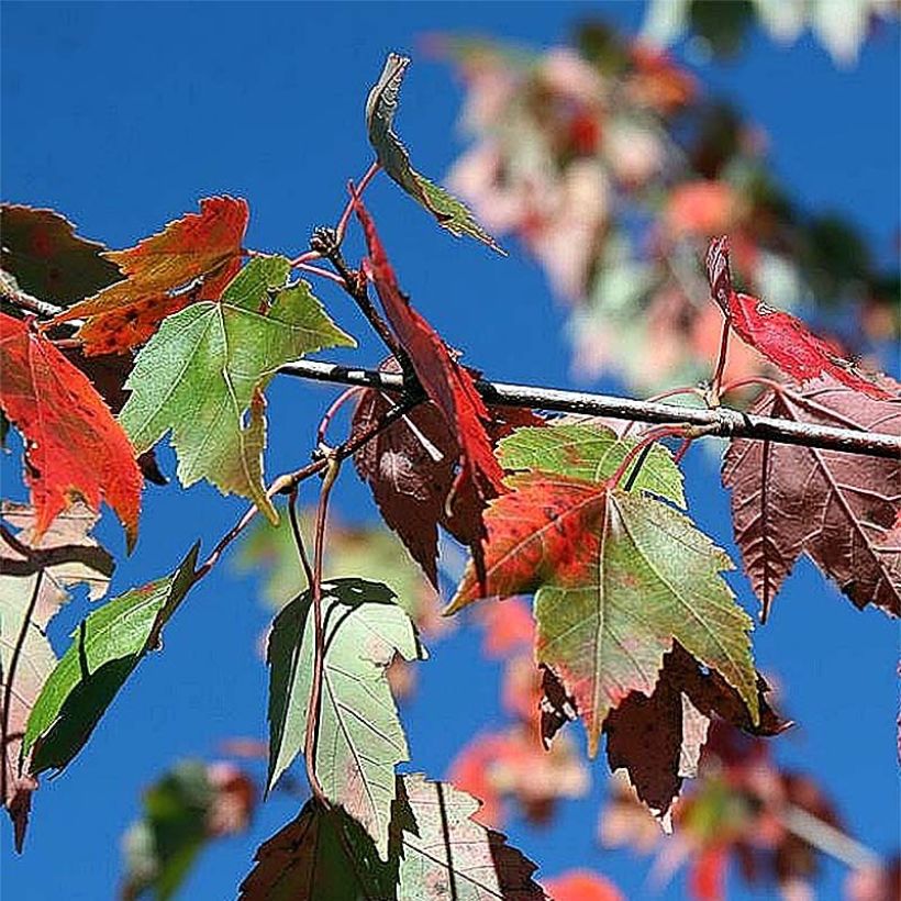 Acer rubrum Red Sunset - Acero Rosso (Foliage)