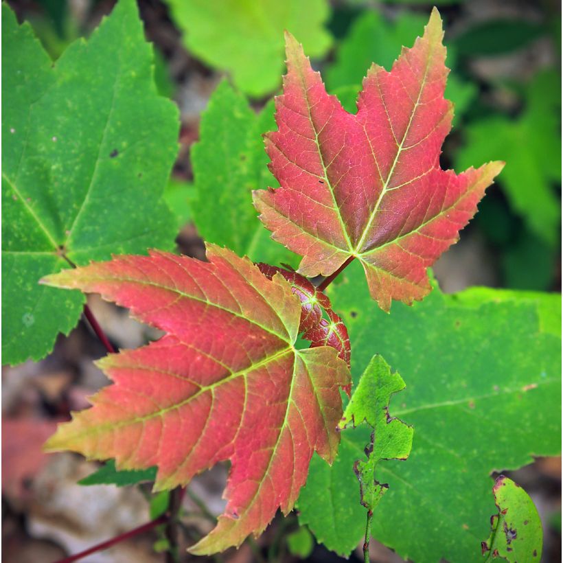 Acer rubrum Summer Red - Acero Rosso (Foliage)