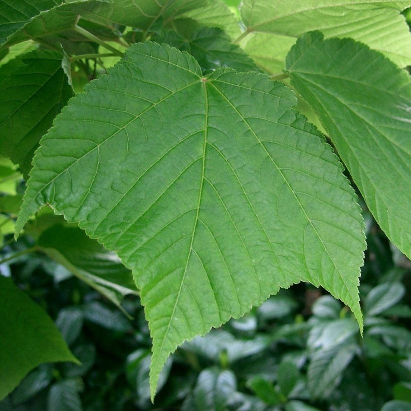 Acer rufinerve - Acero pelle di serpente (Foliage)