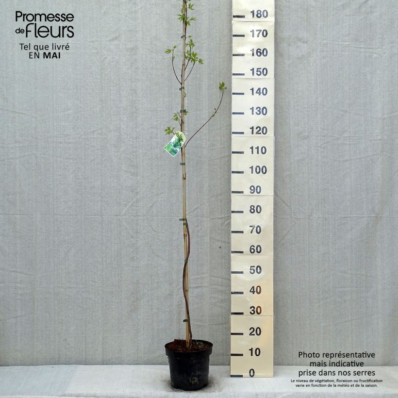 Acer saccharinum Laciniatum Wieri Vaso da 3L/4L esemplare consegnato in primavera