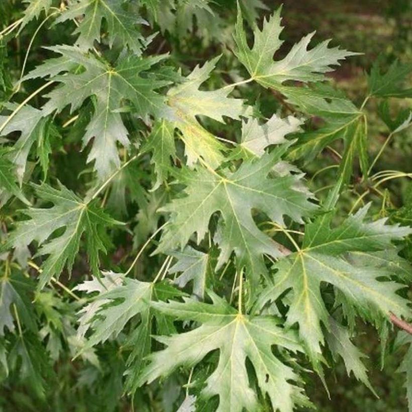 Acer saccharinum Pyramidale (Foliage)