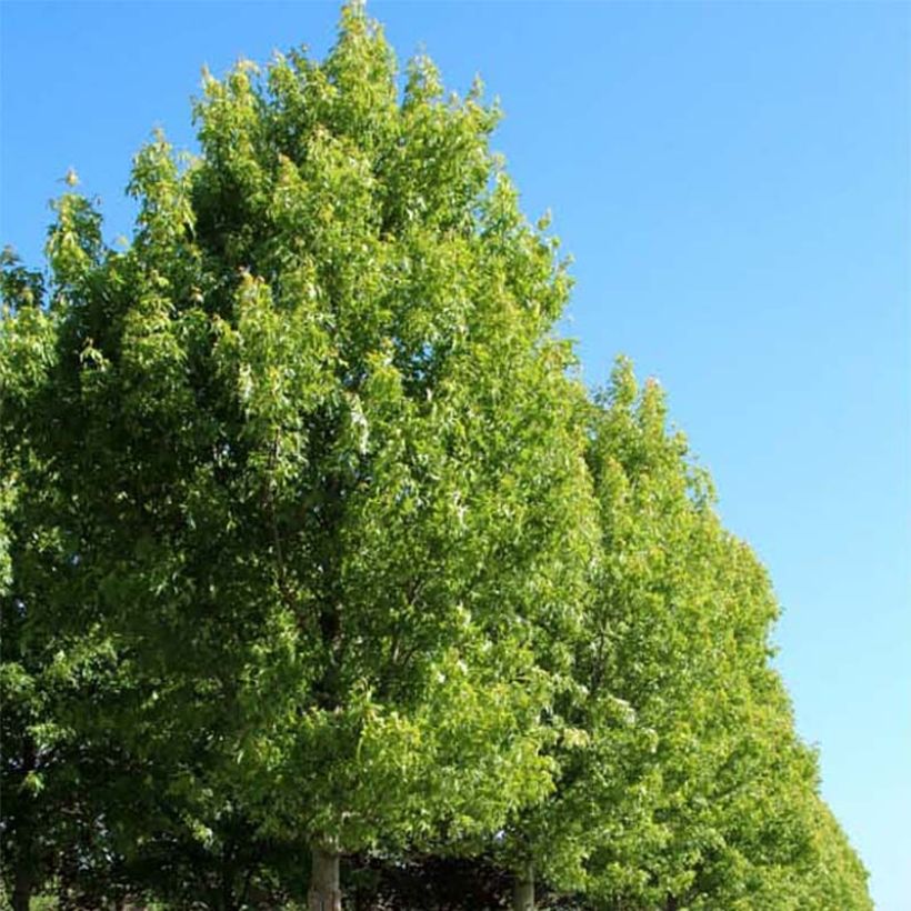 Acer saccharinum Pyramidale (Plant habit)