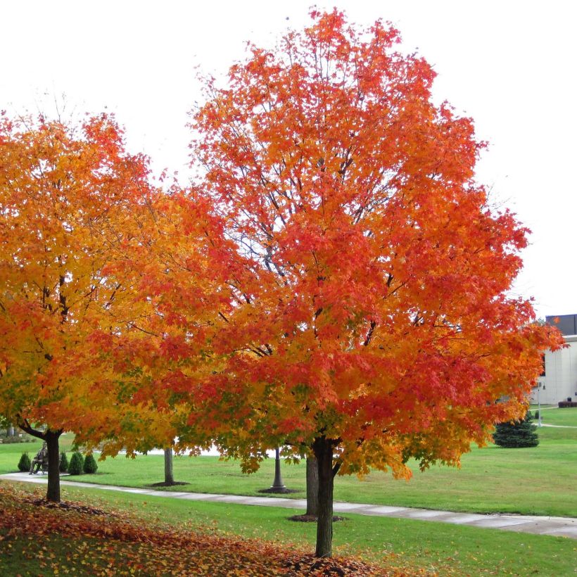 Acer saccharum (Plant habit)