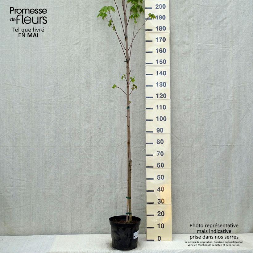 Example of Acer saccharum Vaso da 7,5L/10L as you get in printemps