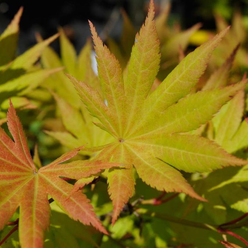 Acer shirasawanum Autumn moon - Acero giapponese (Foliage)