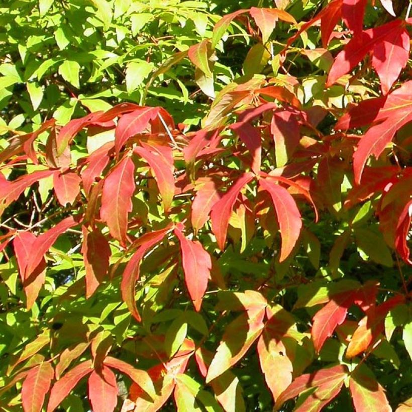 Acer triflorum - Acero a tre fioriture (Foliage)