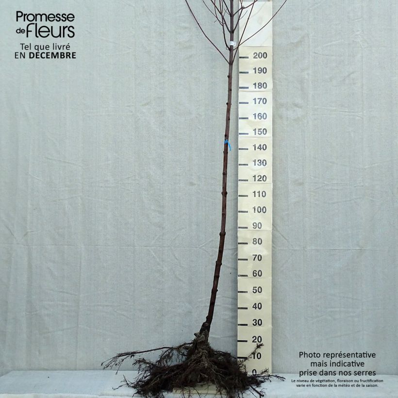 Example of Acer freemanii Autumn Blaze Piante grandi a radice nuda, Vaso impalcato as you get in hiver