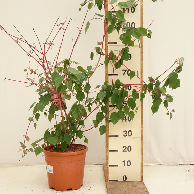 Acer conspicuum Red Flamingo - Acero pelle di serpente Vaso da 7,5L/10L esemplare consegnato in primavera