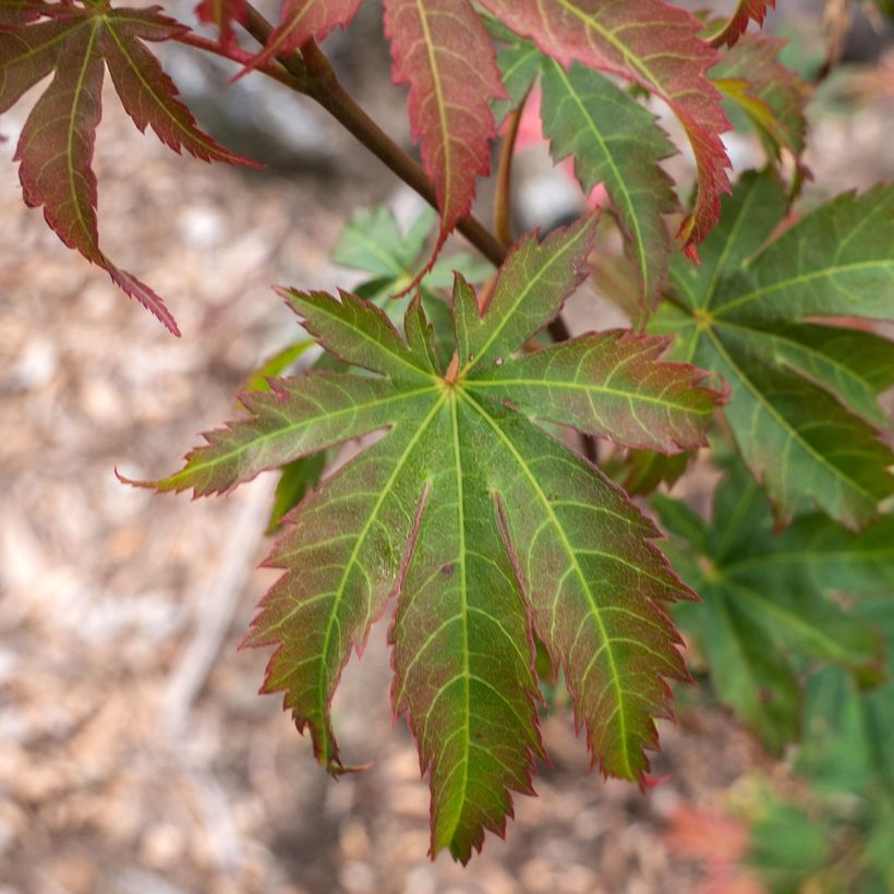 Acer pseudosieboldianum North Wind (Fogliame)