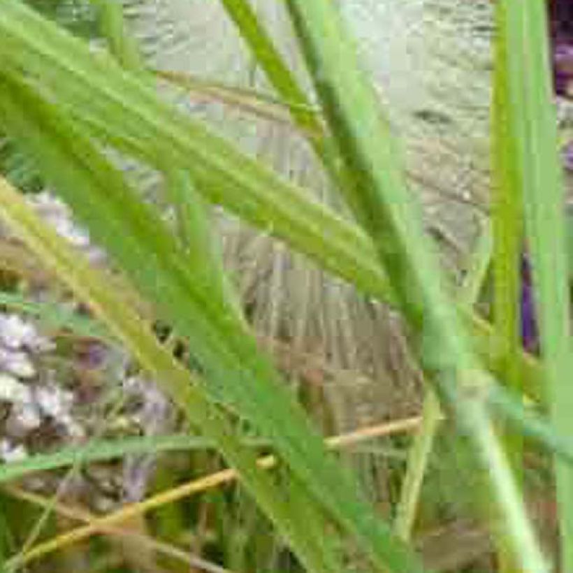 Achillea millefolium Chamois (Fogliame)