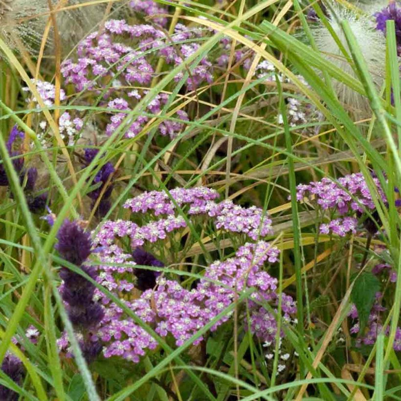 Achillea millefolium Chamois (Porto)