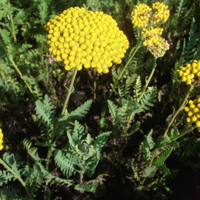 Achillea filipendulina Parker's Variety (Plant habit)