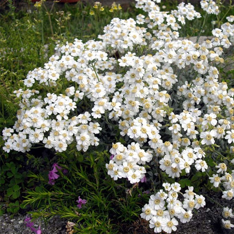 Achillea ageratifolia (Fioritura)