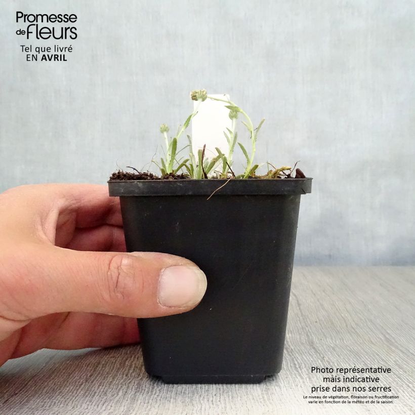 Achillea ageratifolia Vasetto da 8/9 cm esemplare consegnato in primavera