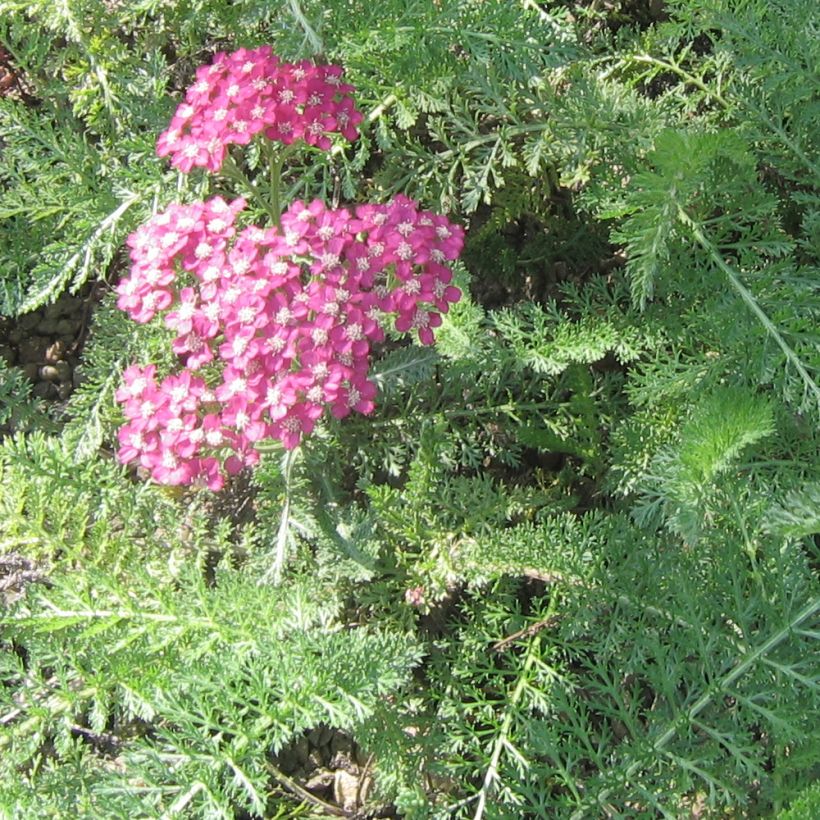 Achillea asplenifolia (Fogliame)