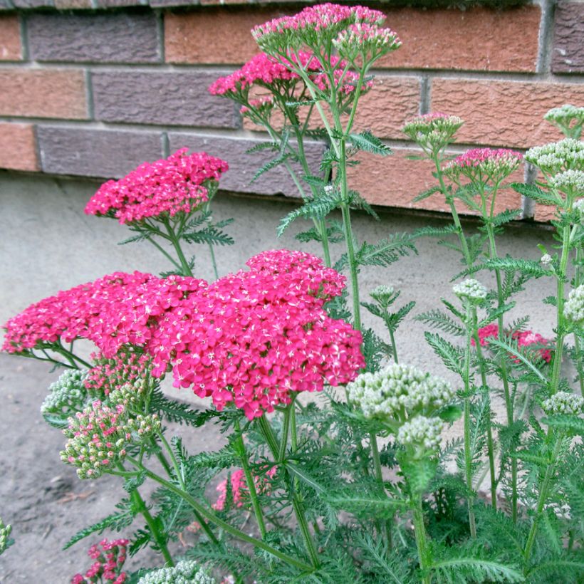 Achillea asplenifolia (Porto)