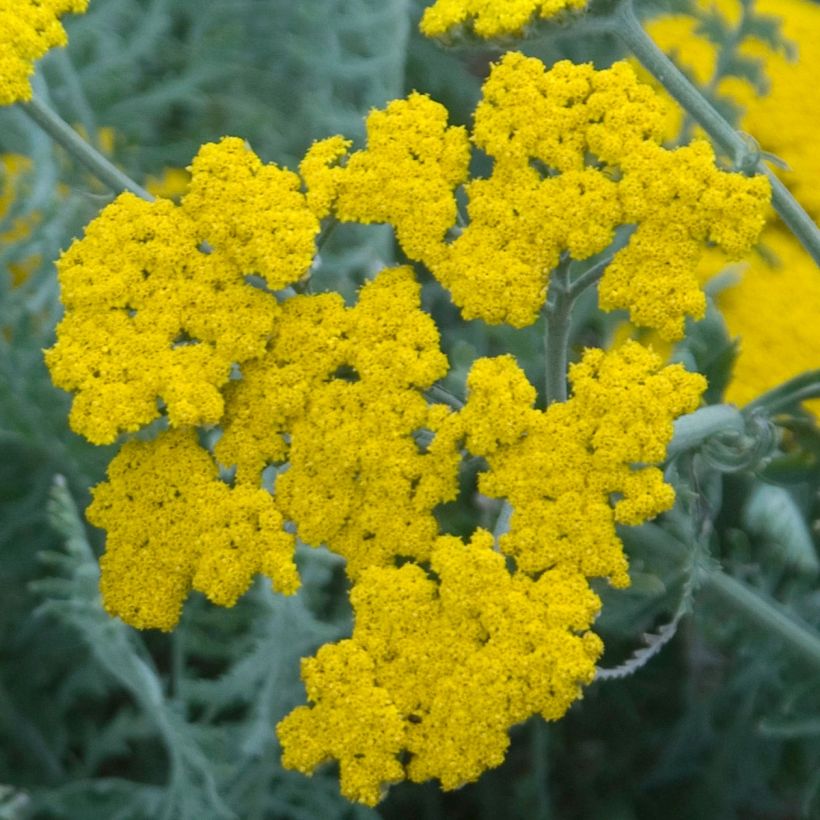 Achillea clypeolata (Flowering)