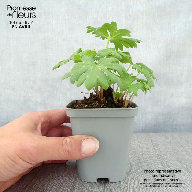 Achillea Little Moonshine Vasetto da 8/9 cm esemplare consegnato in primavera