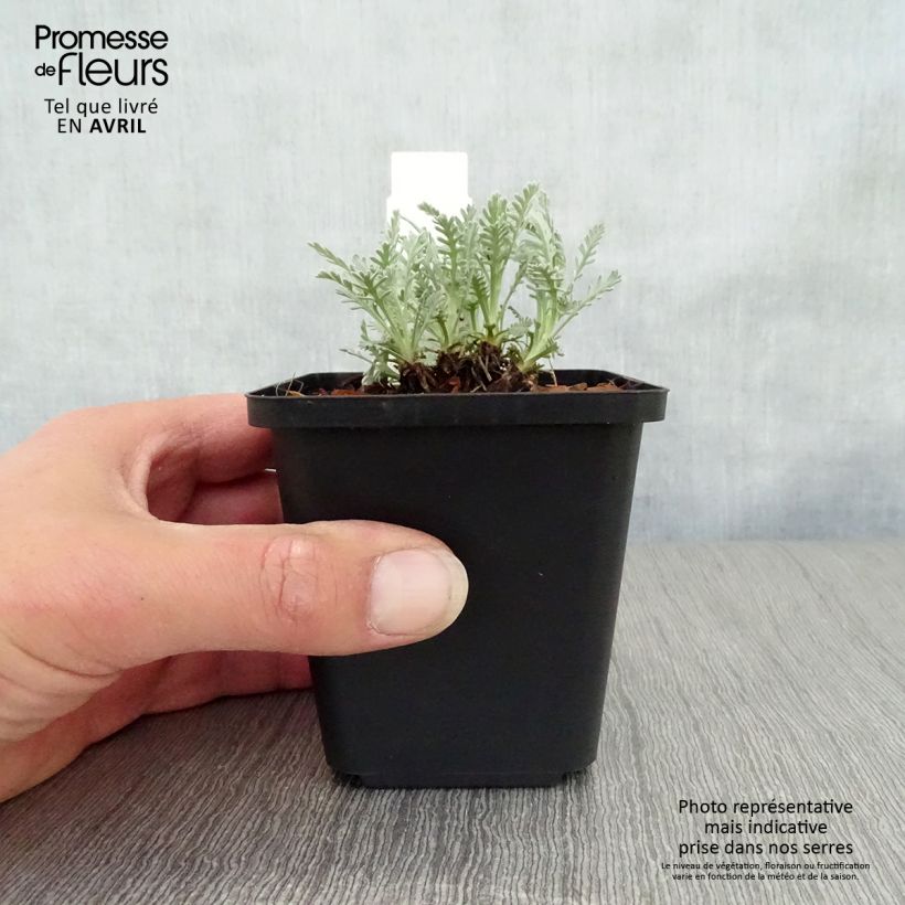 Achillea kellereri Vasetto da 8/9 cm esemplare consegnato in primavera