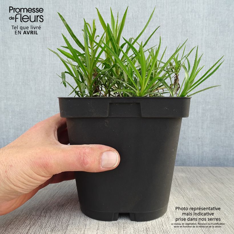 Example of Achillea ptarmica Boule de Neige Vaso da 2L/3L as you get in printemps