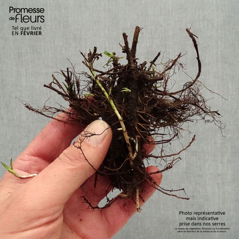Achillea ptarmica Diadem Piante piccole a radice nuda esemplare consegnato in inverno
