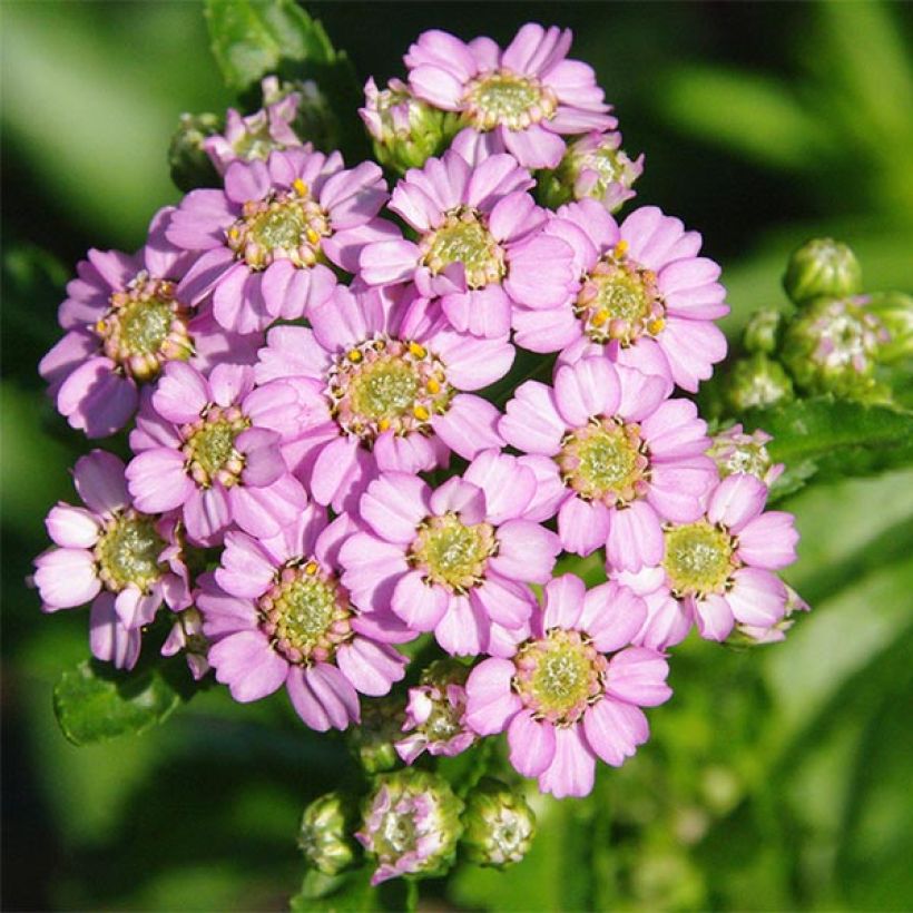Achillea sibirica subsp. camtschatica Love Parade (Fioritura)