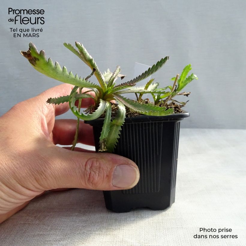 Achillea sibirica subsp. camtschatica Love Parade Vasetto da 8/9 cm esemplare consegnato in primavera