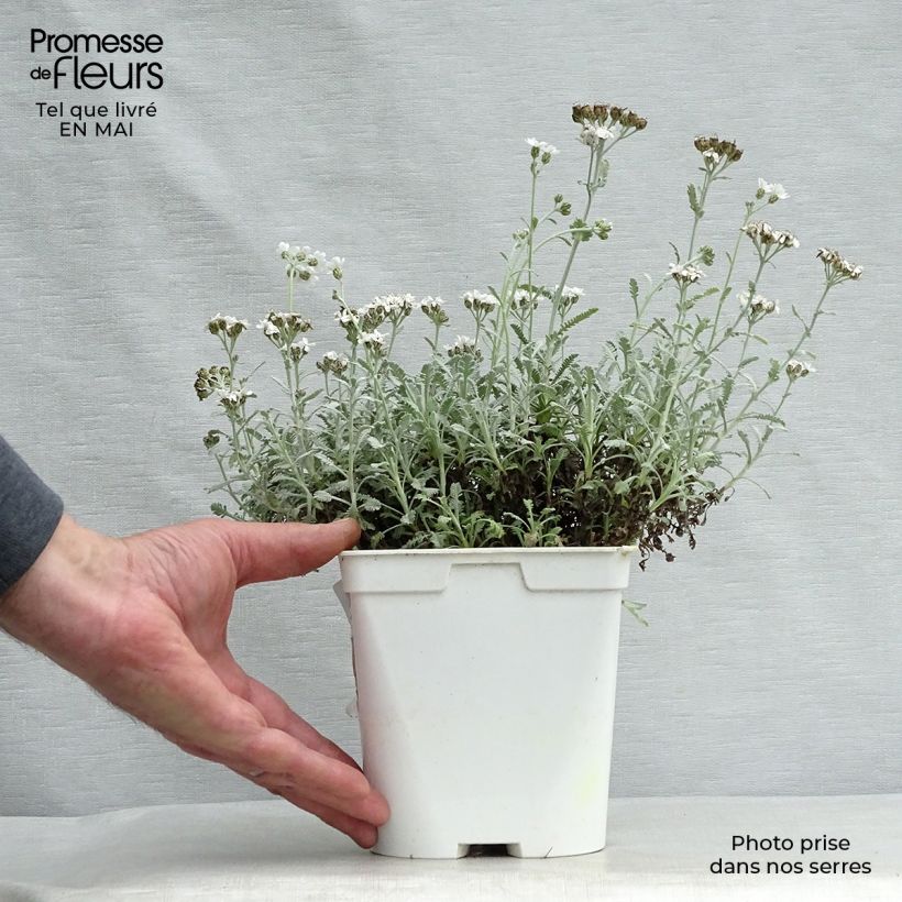 Example of Achillea umbellata Vaso da 2L/3L as you get in printemps
