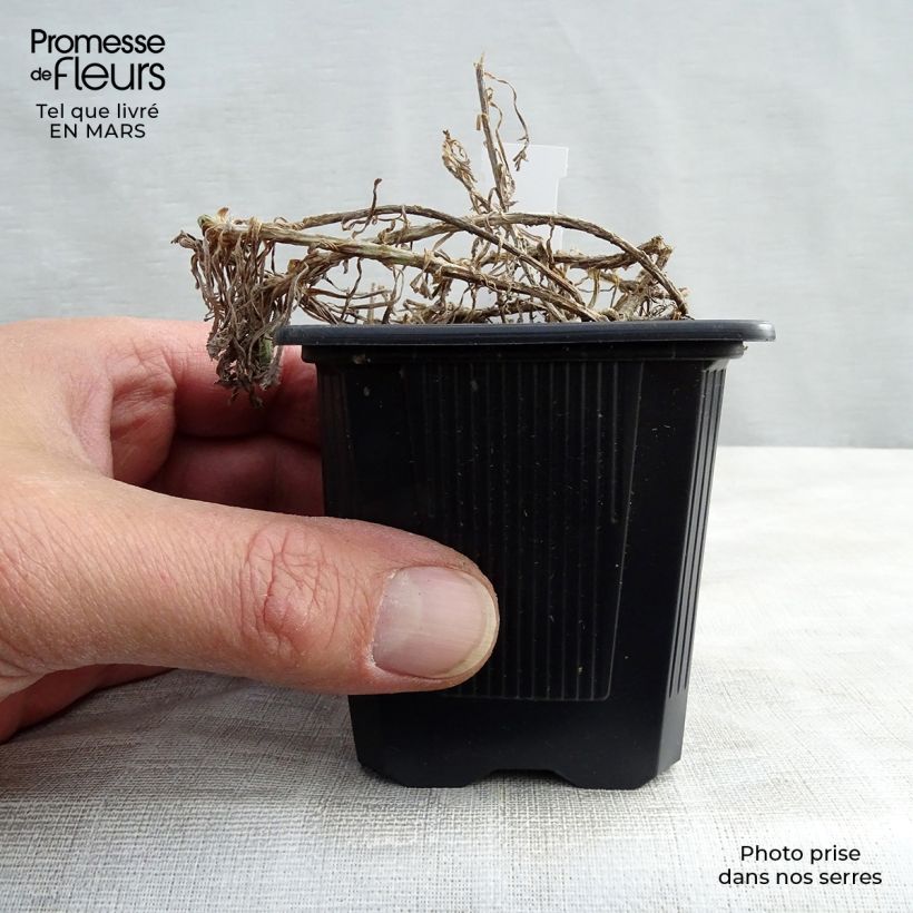 Example of Achillea umbellata Vasetto da 8/9 cm as you get in printemps