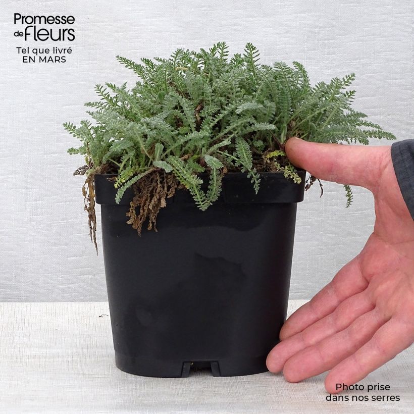 Example of Achillea crithmifolia Vaso da 2L/3L as you get in printemps