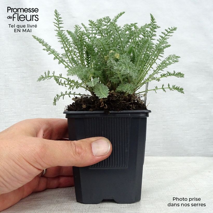 Example of Achillea crithmifolia Vasetto da 8/9 cm as you get in printemps