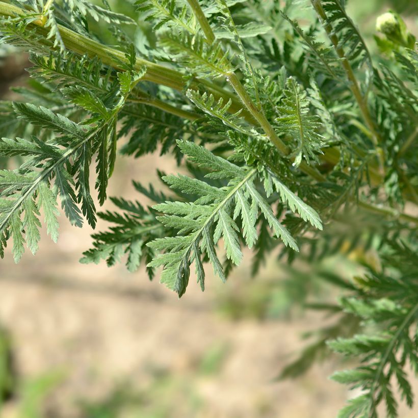 Achillea filipendulina Parker's Variety (Foliage)