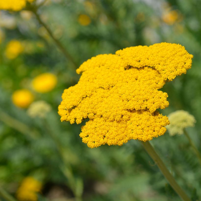Achillea filipendulina Parker's Variety (Flowering)