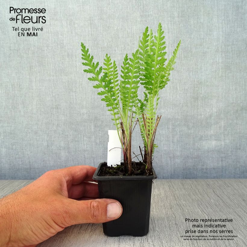 Example of Achillea filipendulina Parker's Variety Vasetto da 8/9 cm as you get in printemps