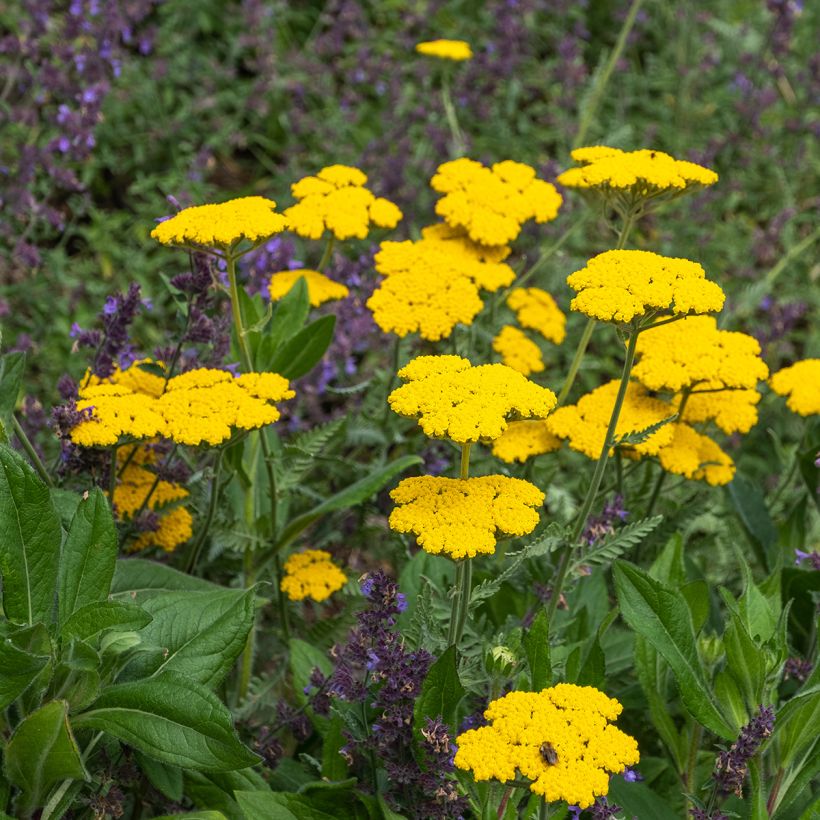 Achillea Coronation Gold (Porto)
